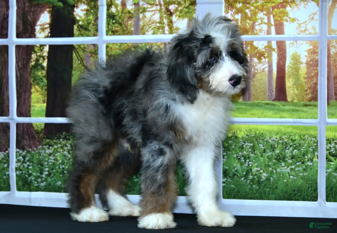 Bernedoodle dogs for sale: Dora Bernedoodle 6 - Ad 9