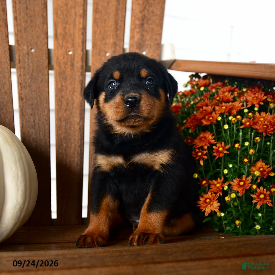 Rottweiler dogs for sale: Preston - Ad 2