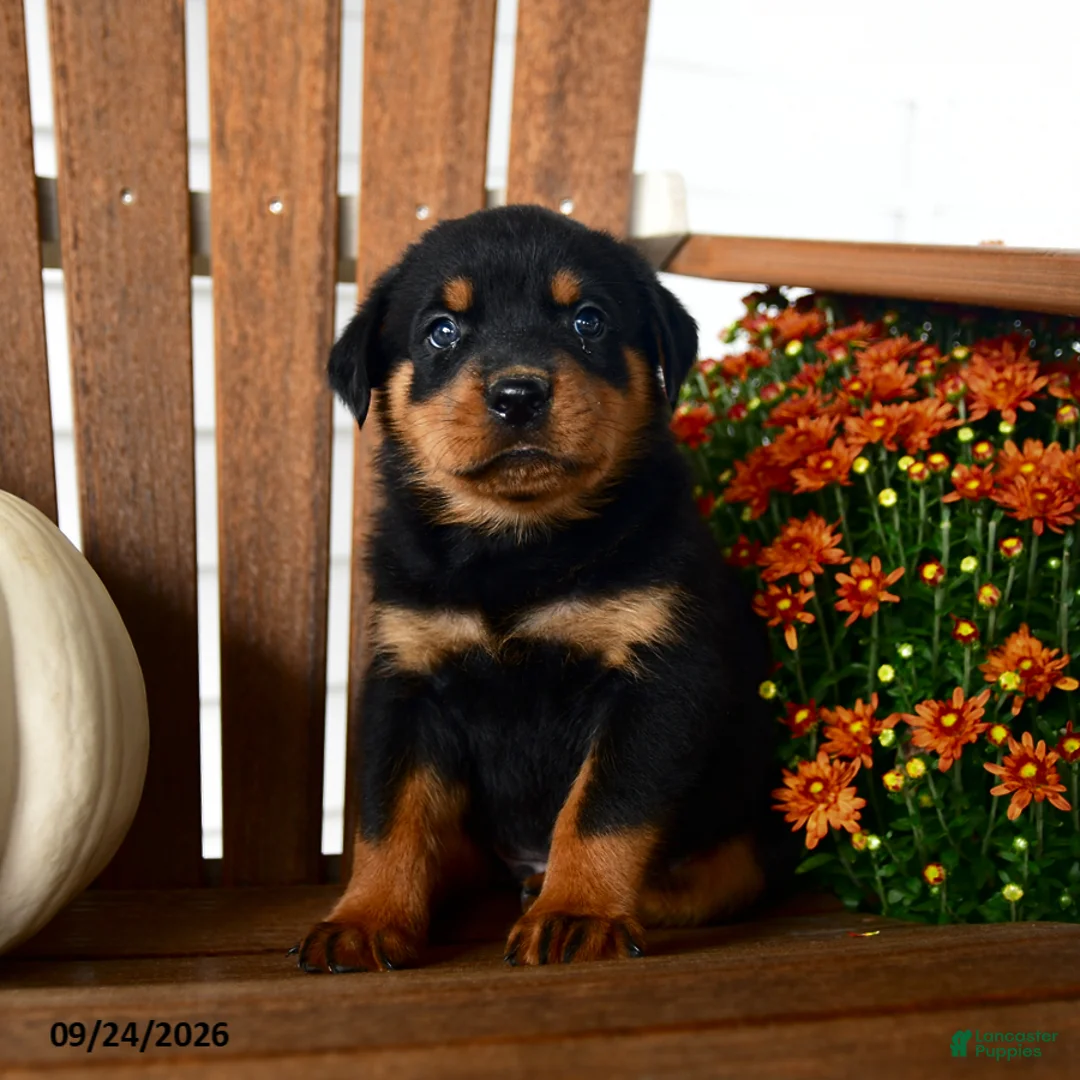 Rottweiler dogs for sale: Preston - Ad 1