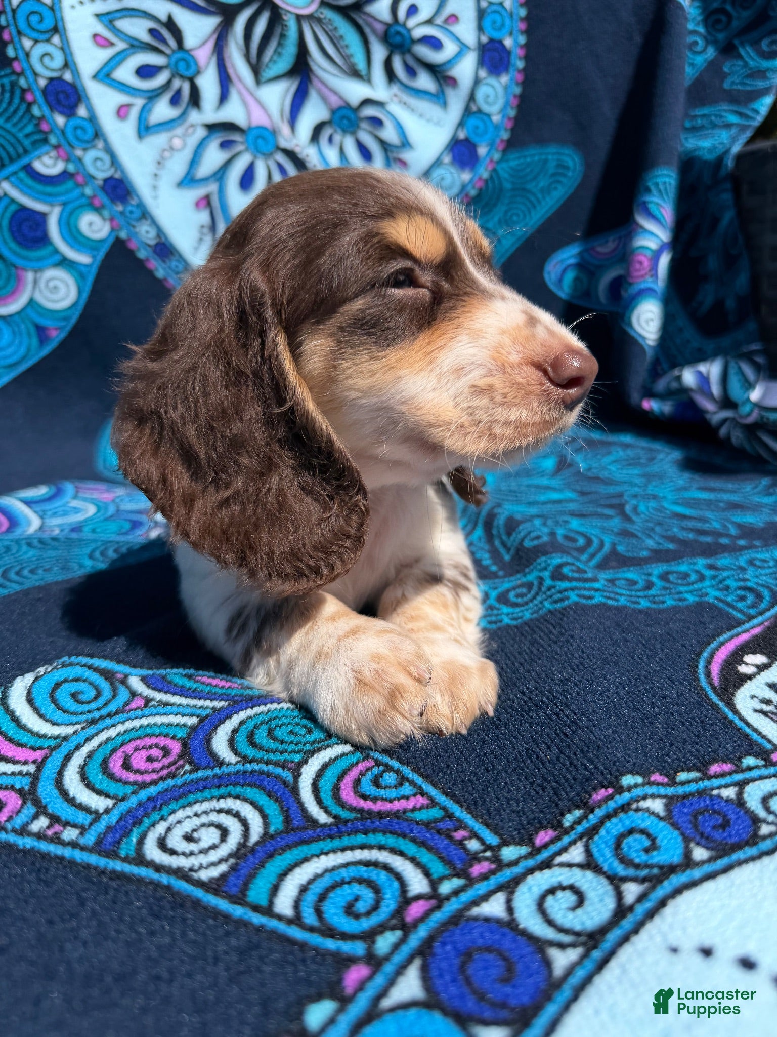 Miniature Dachshund dogs Rainbow - Ad 1