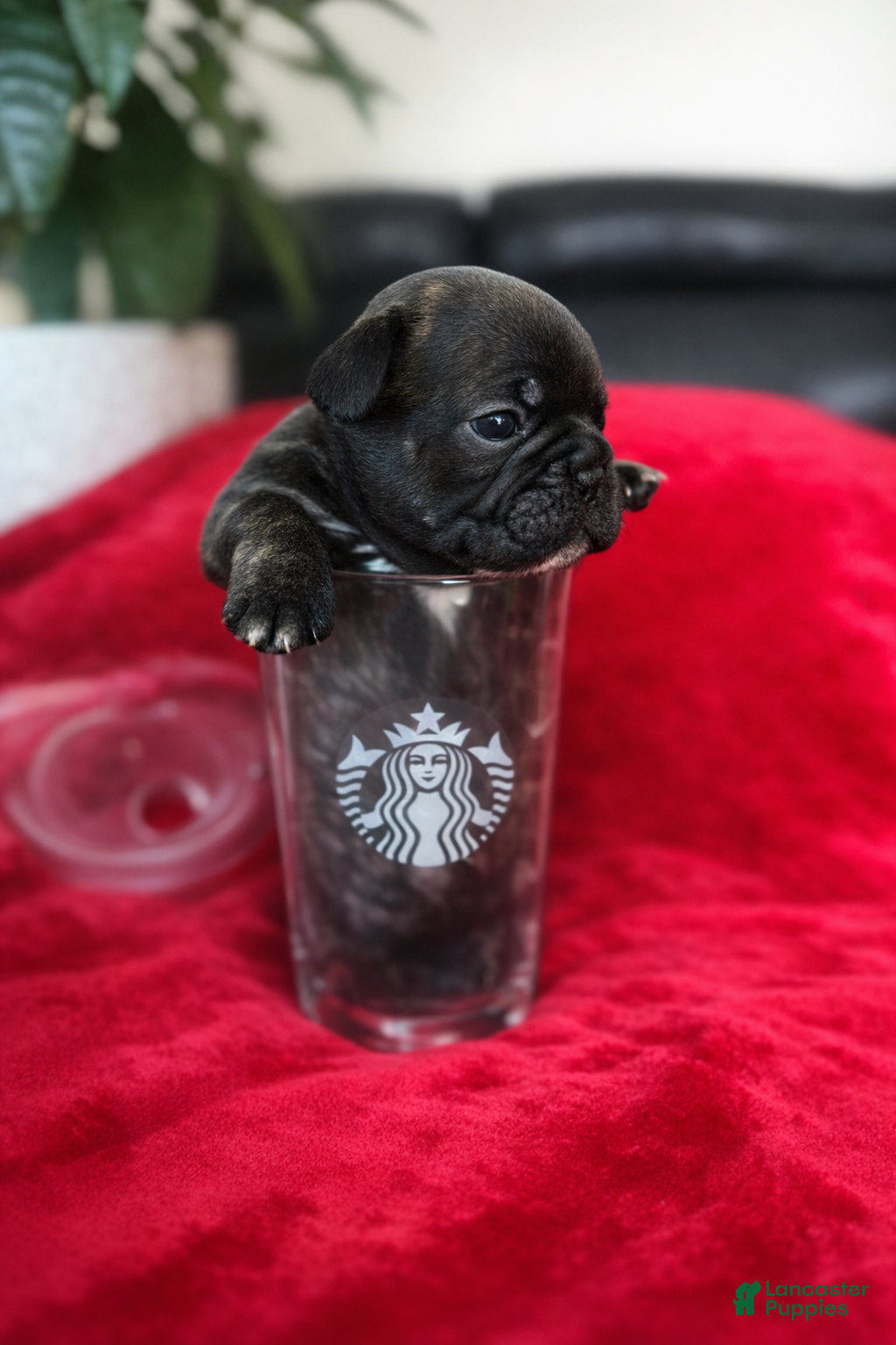 French Bulldog dogs Mocha - Ad 19