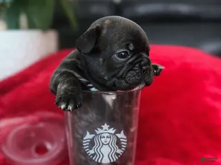 French Bulldog dogs Mocha - Ad 19