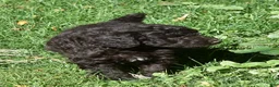 Standard Poodle dogs for sale: Standard Poodle 8 Brown with a tiny bit of white - Ad 7