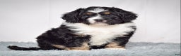 Bernedoodle dogs for sale: Ms. Sabrina - Ad 2