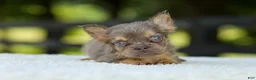 French Bulldog dogs for sale: Liam - Ad 7
