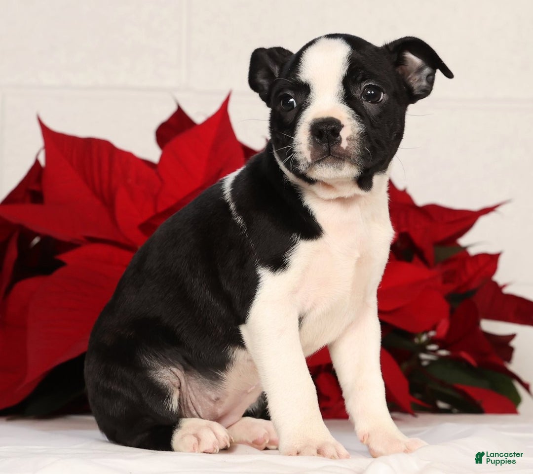 Boston Terrier dogs for sale: Kathy - Ad 8