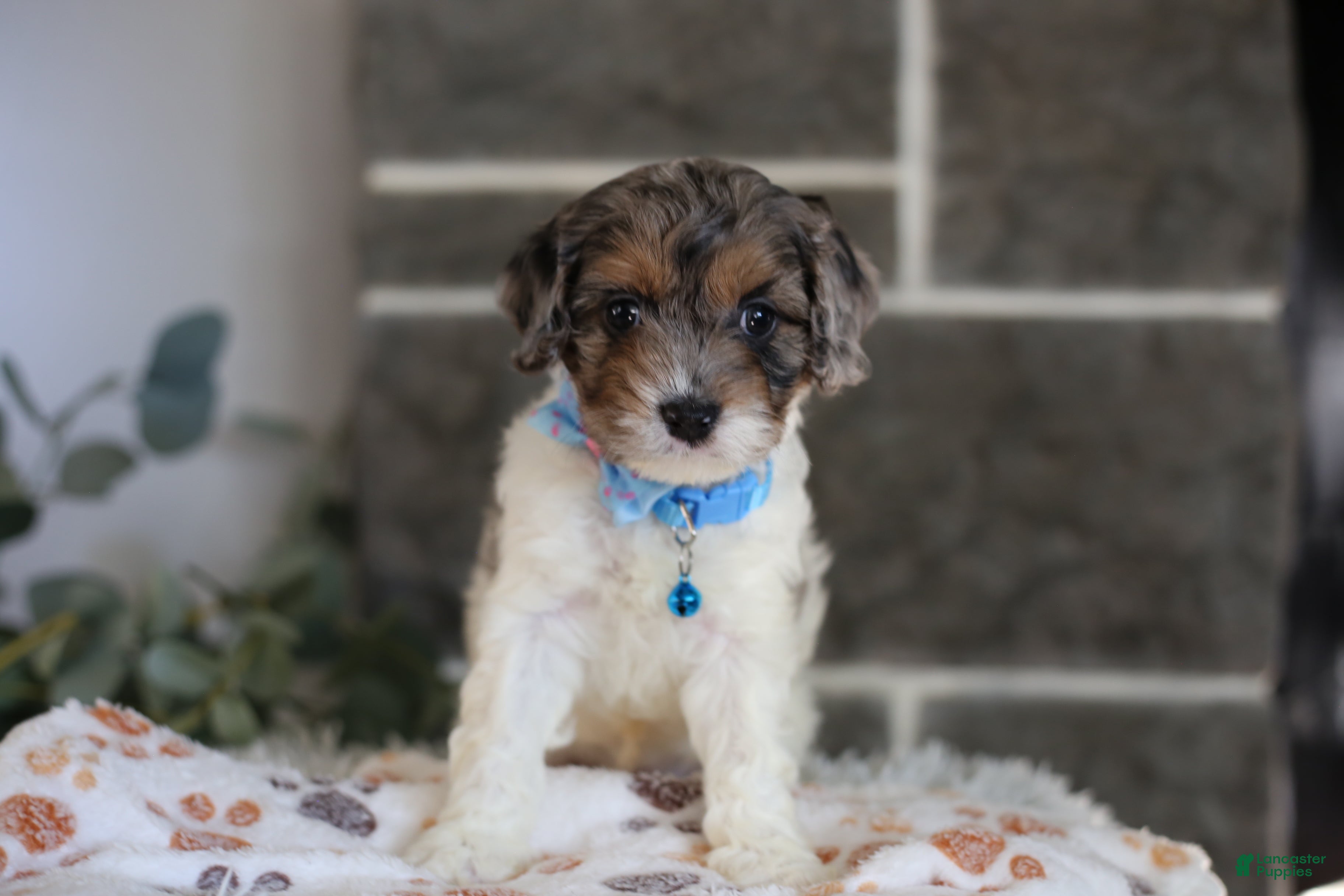 Cavapoo dogs Charlotte - Ad 2