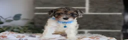 Cavapoo dogs for sale: Charlotte - Ad 2