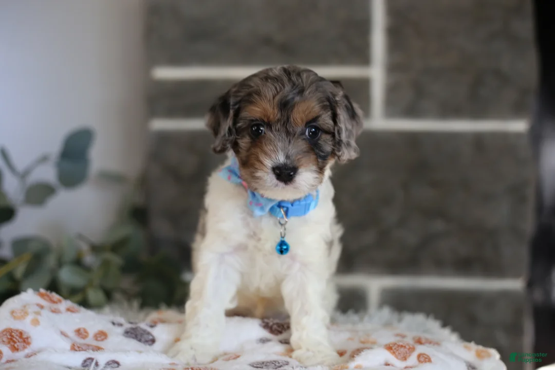 Cavapoo dogs for sale: Charlotte - Ad 2