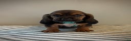 Basset Hound dogs for sale: Cindy Lou - Ad 1