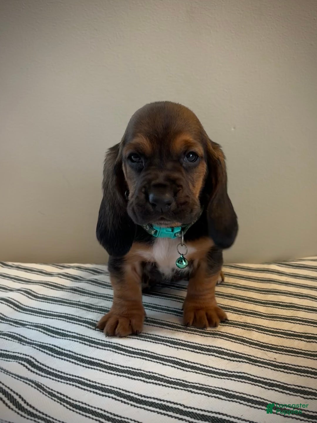 Basset Hound dogs for sale: Cindy Lou - Ad 1