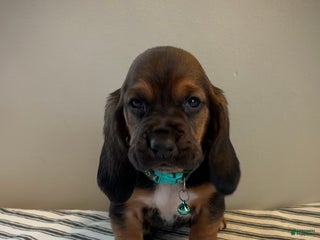 Basset Hound dogs Cindy Lou - Ad 31