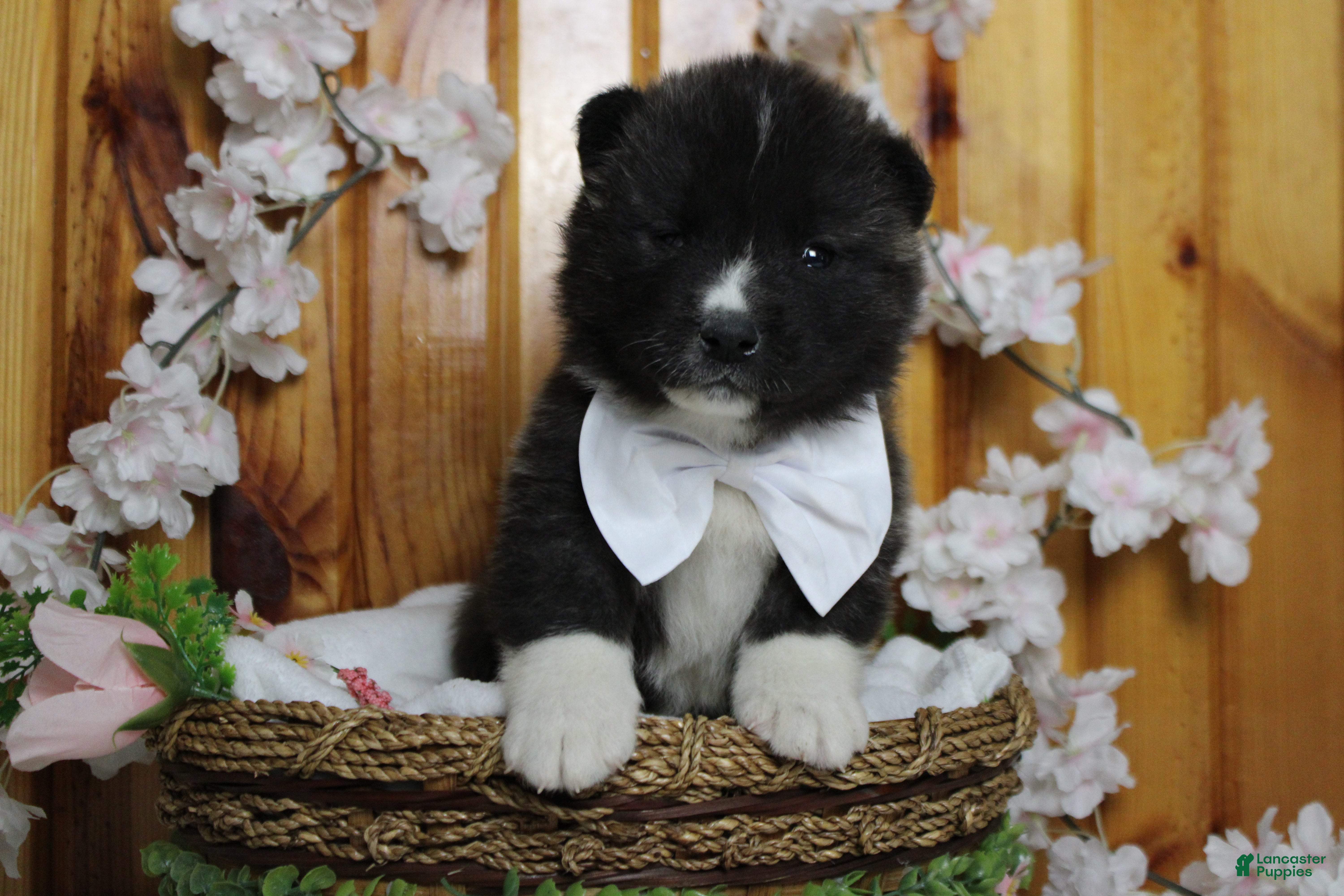 Akita dogs Gala - Ad 1