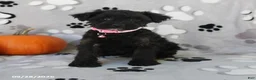 Yorkiepoo dogs for sale: Stella - Ad 2