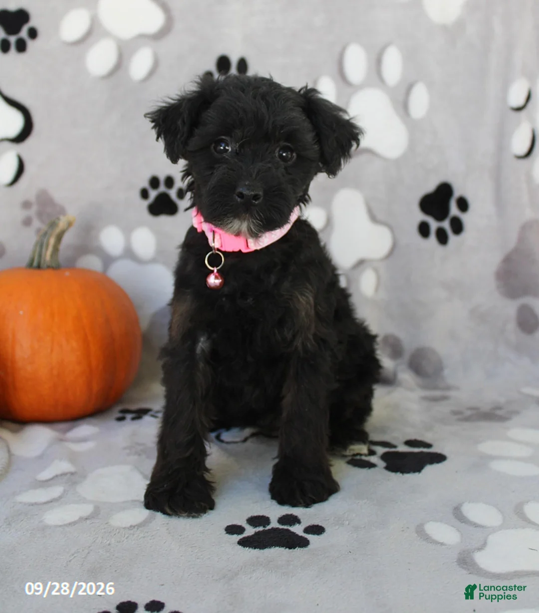 Yorkiepoo dogs for sale: Stella - Ad 2
