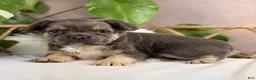 French Bulldog dogs for sale: Milo - Ad 7
