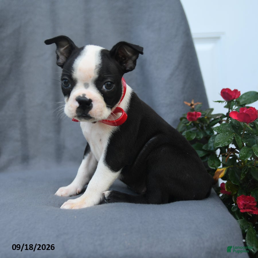 Boston Terrier dogs for sale: Ovalteen - Ad 2