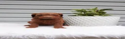Goldendoodle dogs for sale: Stripes  - Ad 5