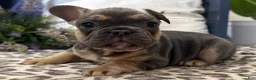 French Bulldog dogs for sale: Fox - Ad 2