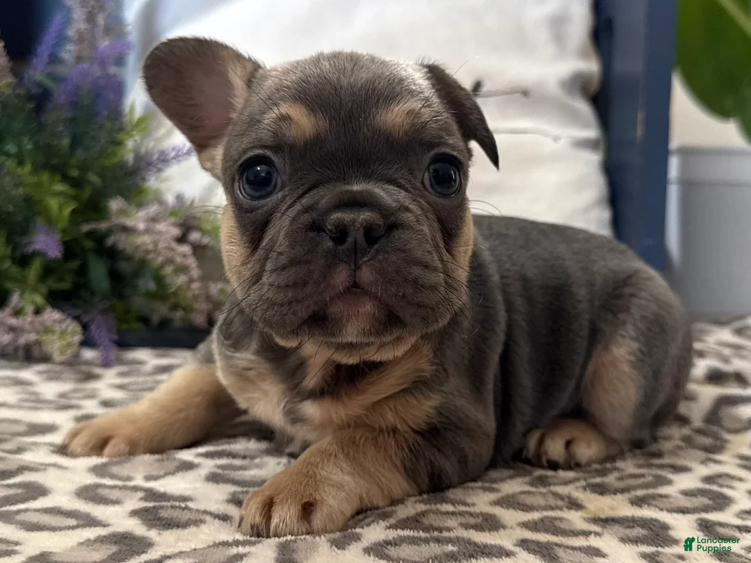 French Bulldog dogs for sale: Fox - Ad 2