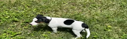 Jack Russell Terrier dogs for sale: Snoopy - Ad 13