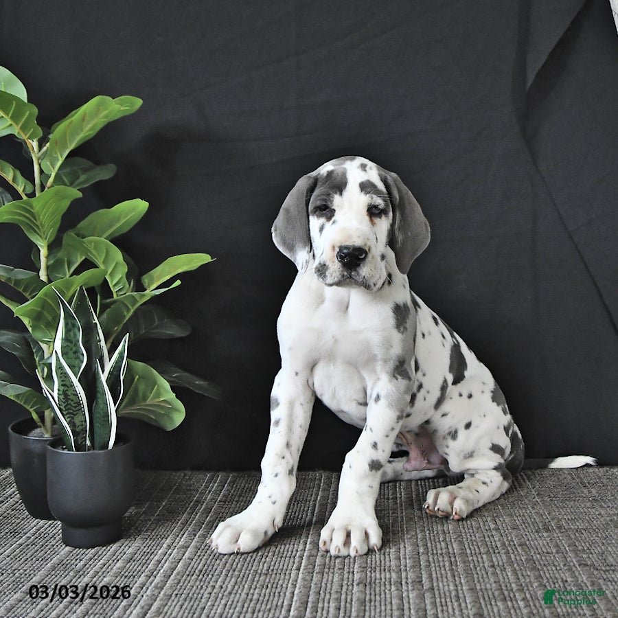 Great Dane dogs Charles - Ad 1