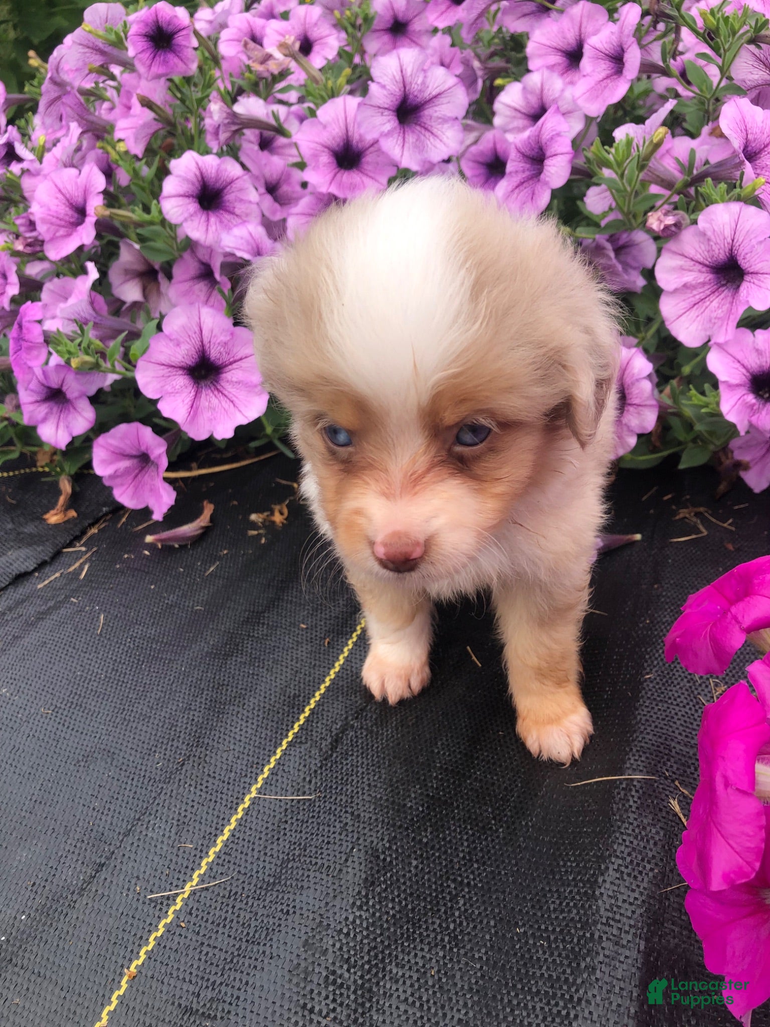 Toy Australian Shepherd dogs Akira - Ad 2