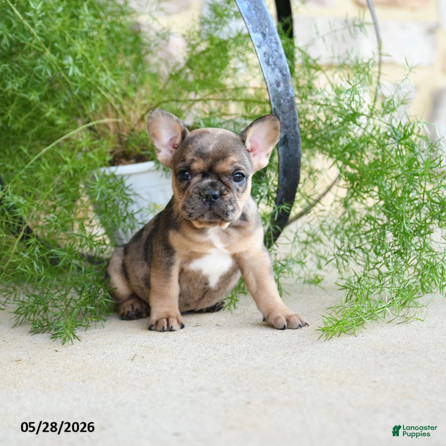 French Bulldog dogs Sprinkles - Ad 2