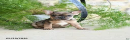 French Bulldog dogs for sale: Sprinkles - Ad 2