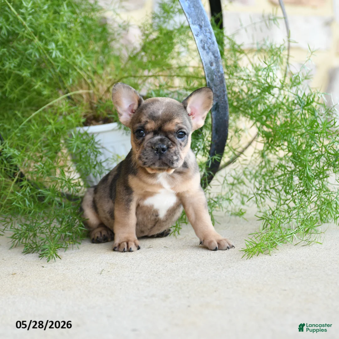 French Bulldog dogs for sale: Sprinkles - Ad 2
