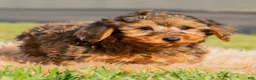 Yorkiepoo dogs for sale: Rohan  - Ad 3