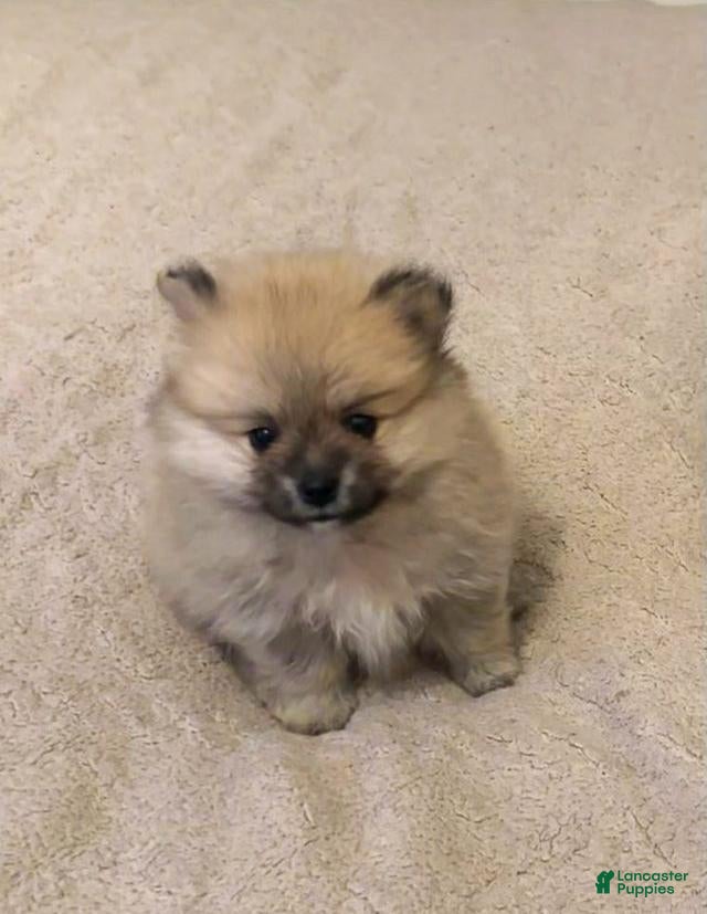 Pomeranian dogs for sale: Dan - Ad 4