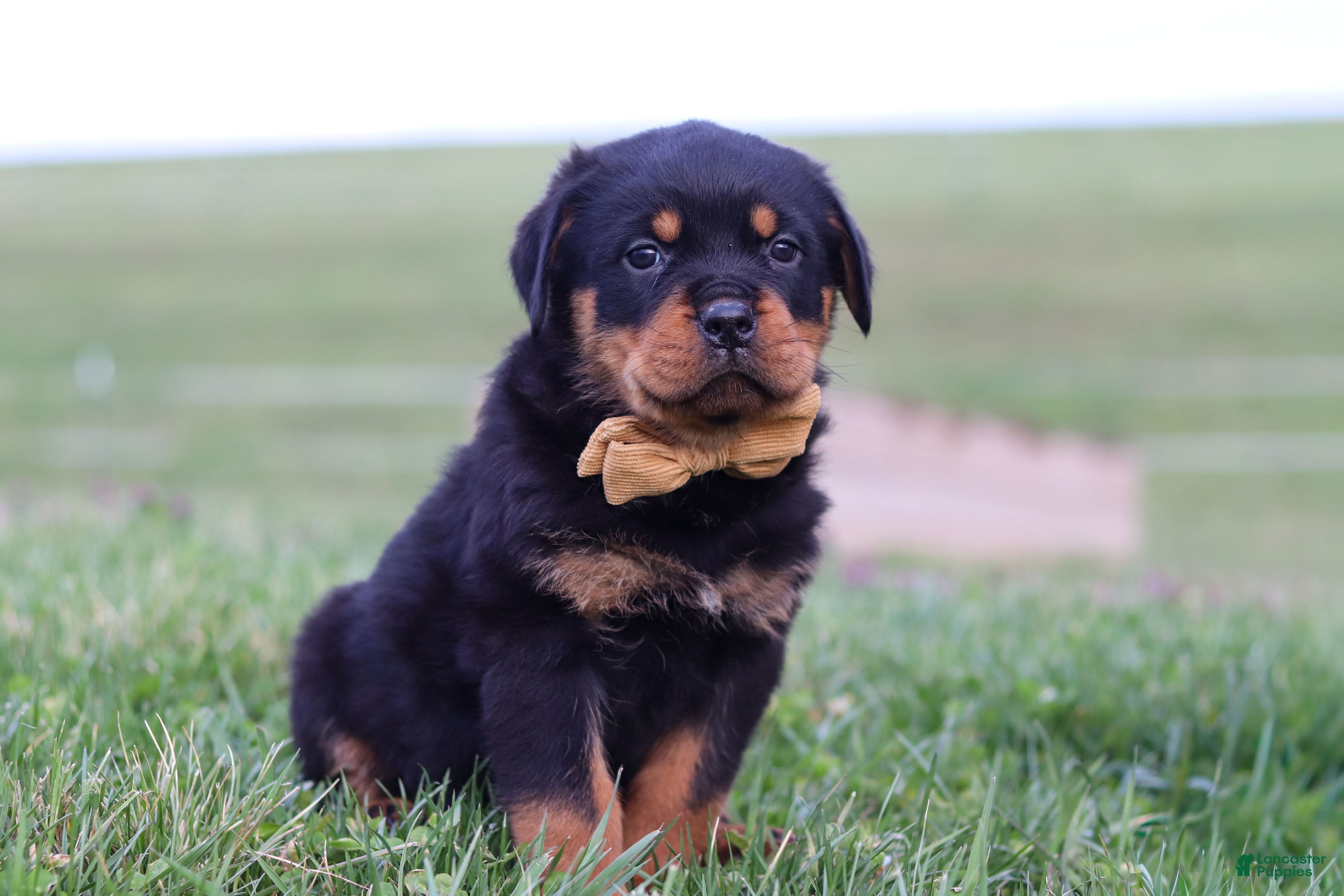 Rottweiler dogs Rocky - Ad 1