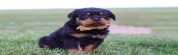 Rottweiler dogs for sale: Rocky - Ad 1