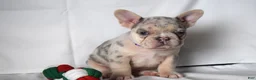 French Bulldog dogs for sale: Tallulla - Ad 11