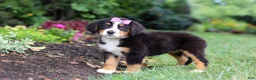 Bernese Mountain Dog dogs for sale: Scarlett - Ad 3