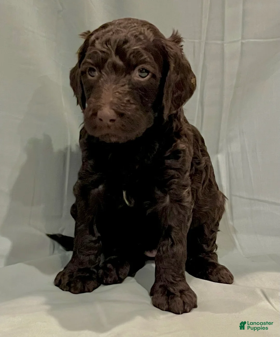 Labradoodle dogs for sale: Chewbacca - Ad 1