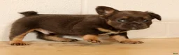 French Bulldog dogs for sale: Louie - Ad 7
