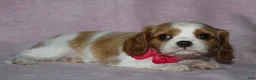 Cavalier King Charles Spaniel dogs for sale: LIBERTY - Ad 4