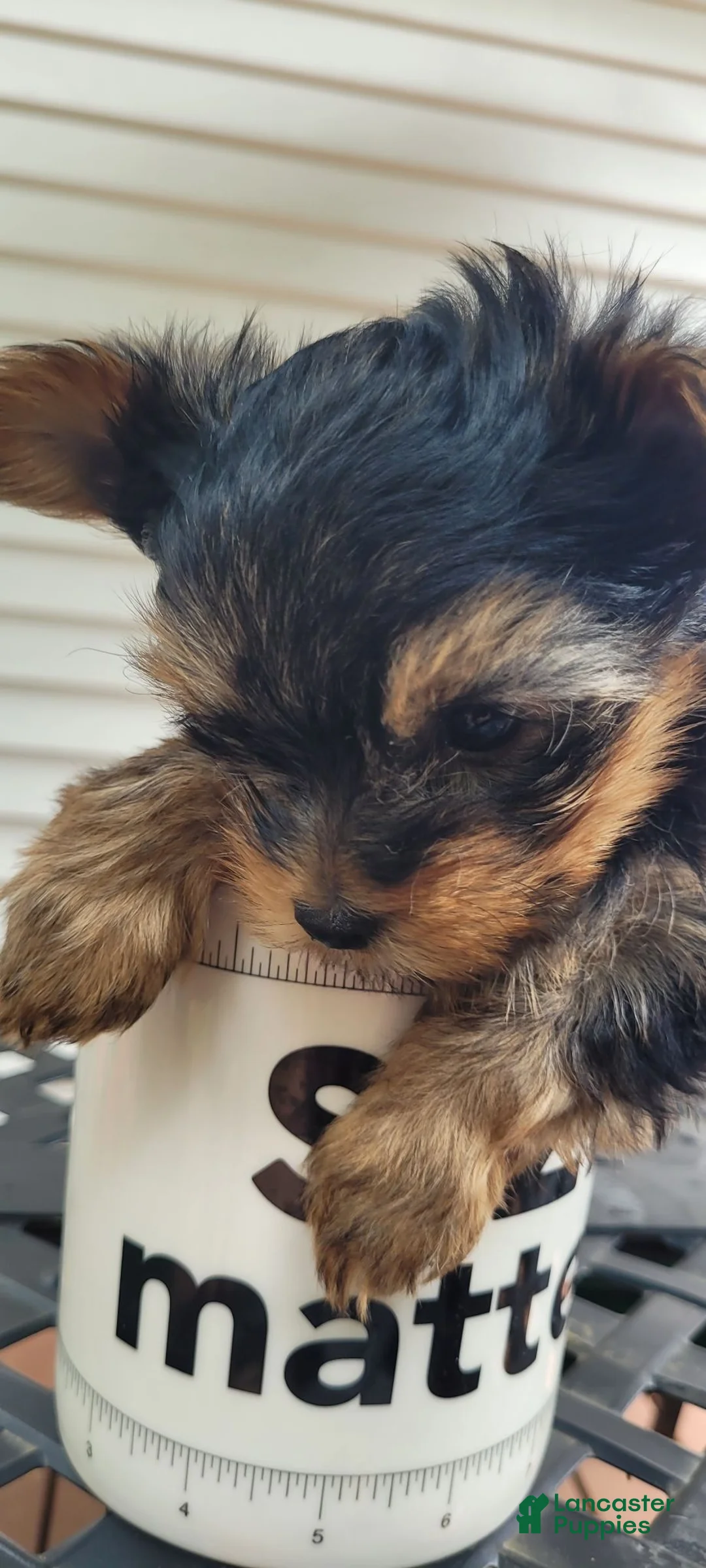 Yorkshire Terrier dogs for sale: Yorkshire Terrier 1 - Ad 7
