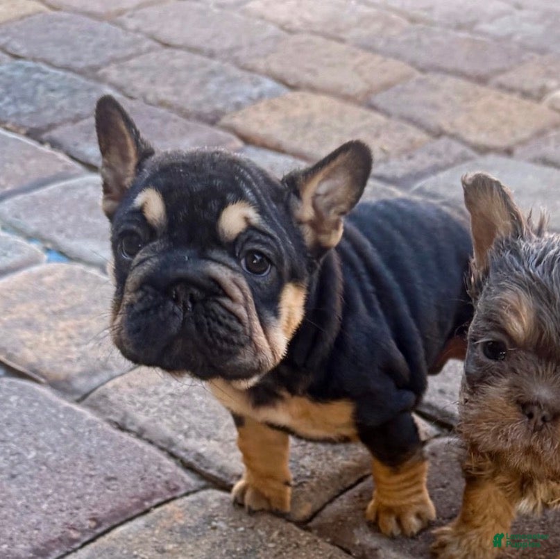 French Bulldog dogs for sale: French Bulldog 5 - Ad 42