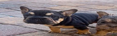 French Bulldog 5