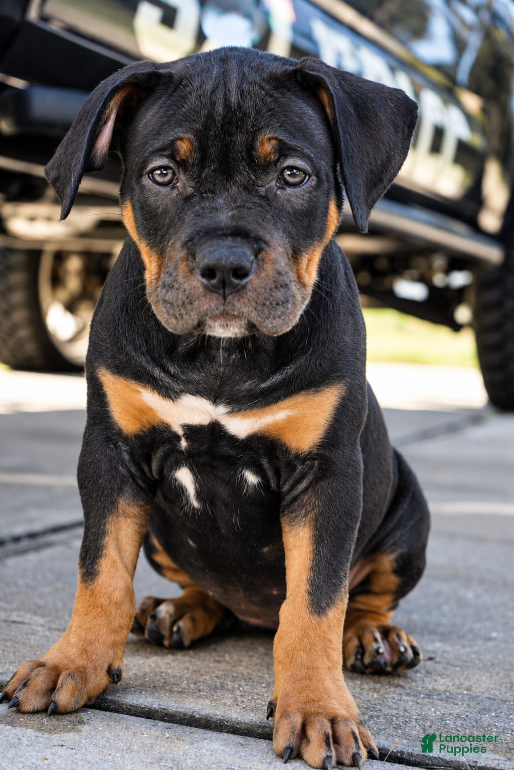 American Bully dogs American Bully 2 - Ad 2