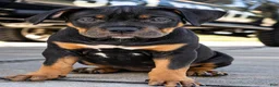 American Bully dogs for sale: American Bully 2 - Ad 2