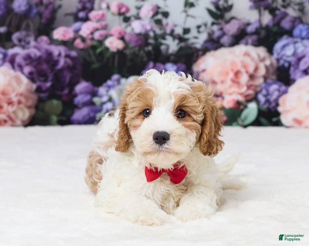 Cavapoo dogs for sale: Tyla - Ad 3