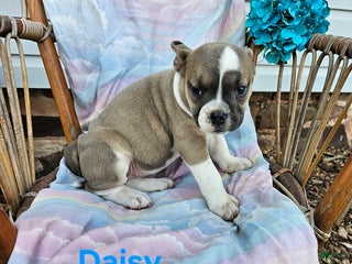 Olde English Bulldogge dogs Daisy - Ad 1