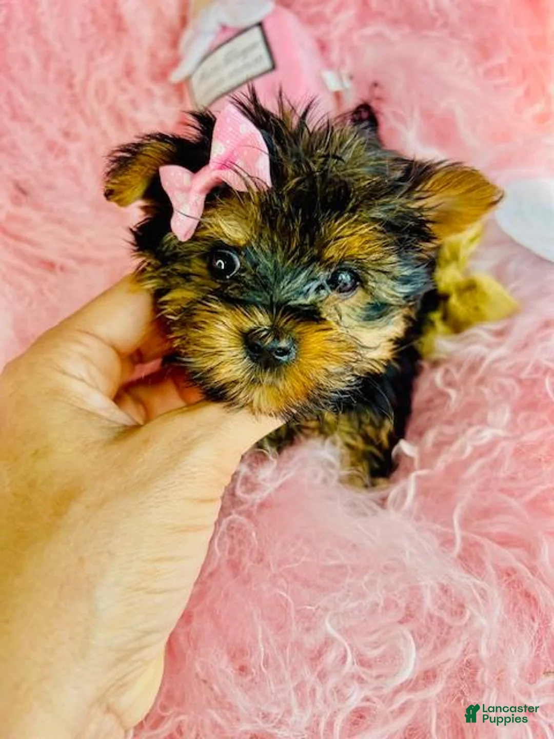 Yorkshire Terrier dogs for sale: Yorkshire Terrier 1 - Ad 6