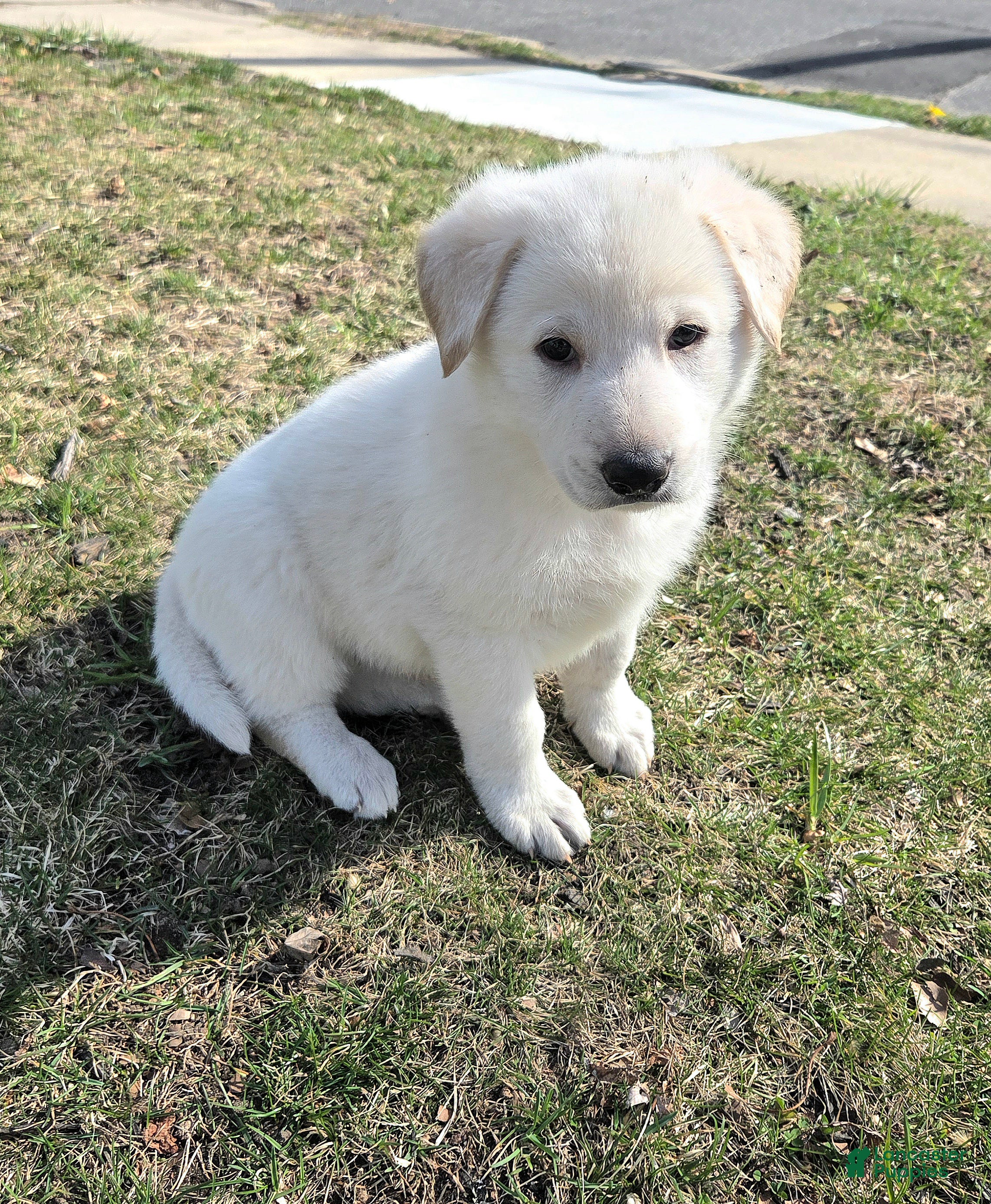 German Shepherd dogs Kristoff - Ad 2