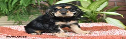 Cocker Spaniel dogs for sale: Duke - Ad 4