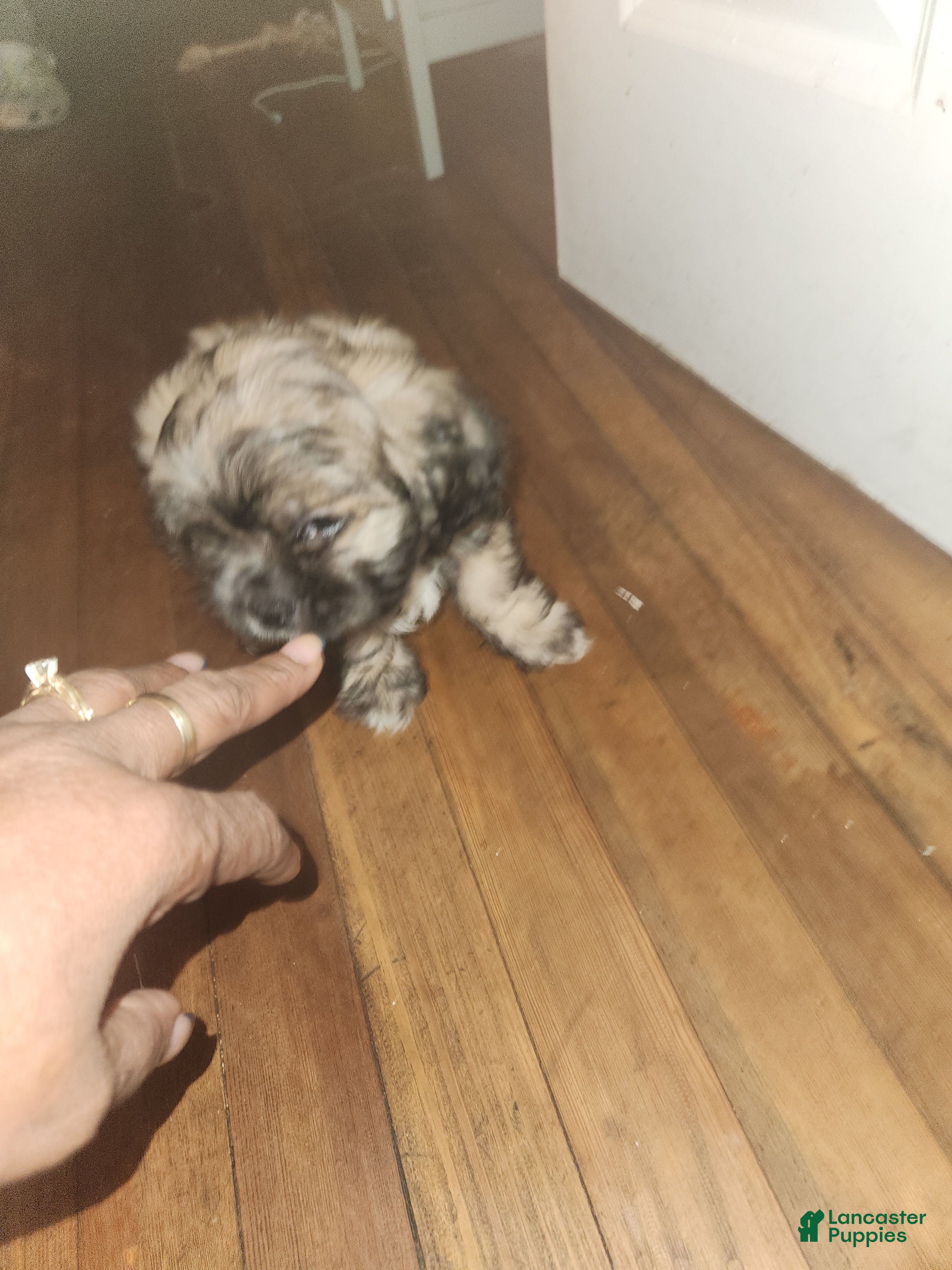 Shih Tzu dogs Shih Tzu Puppy 2 - Ad 37